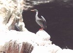 [Cormoran et sterne]