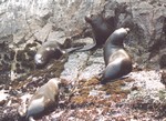 [Otaries]