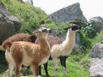 [Lamas dans l'ancienne carrire]