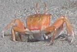 Crabe