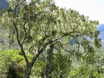 [Lichen barbe de St Antoine]