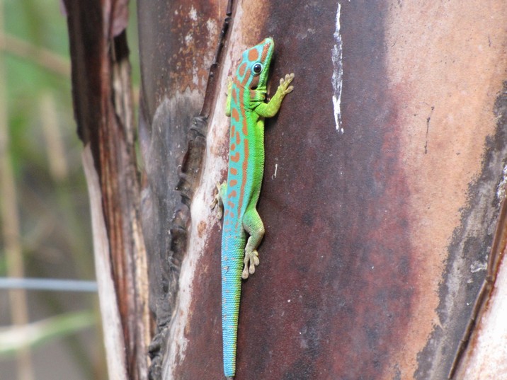 [Gecko]