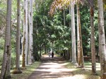 [Jardin de Pamplemousses]