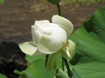 [Fleur de lotus]
